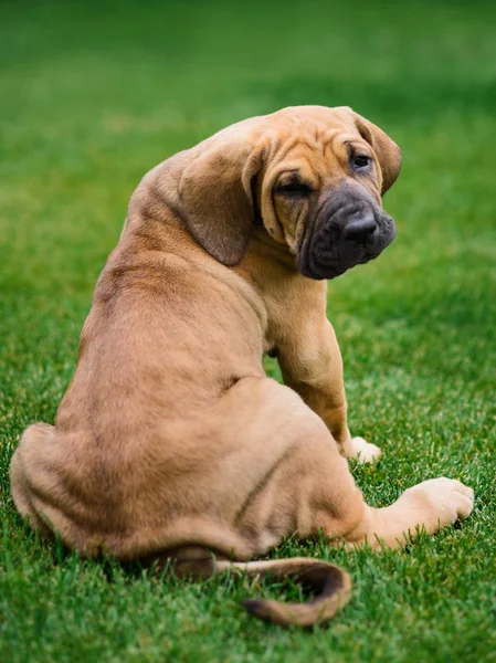 Retrato de cachorro adorável Fila Brasileiro — Fotografia de Stock