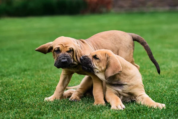 Zwei fila brasileiro (brasilianische Dogge) Welpen haben Spaß — Stockfoto