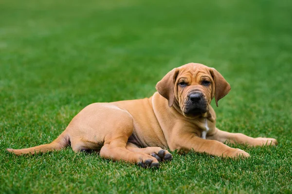 Adorable Fila Brasileiro puppy portrait Stock Photo by