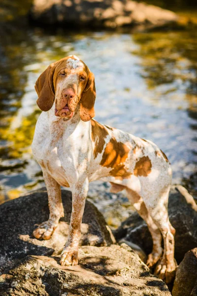 Linda Bracco Italiano ponteiro masculino em pé na rocha perto de wat — Fotografia de Stock