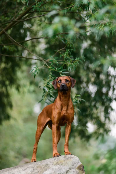 Uważny Rhodesian Ridgeback stojący na skale na pięknej ziemi — Zdjęcie stockowe