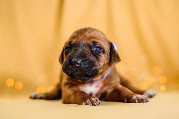 Bonito recém-nascido Rhodesian ridgeback filhote de cachorro abriu os olhos — Fotografia de Stock