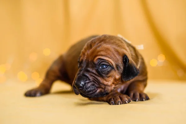 Bonito recém-nascido Rhodesian ridgeback filhote de cachorro abriu os olhos — Fotografia de Stock