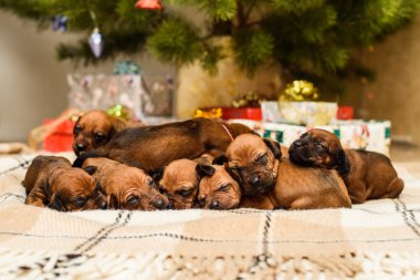 Sekiz yeni doğmuş yavru, süslü Noel ağacı ve yeni yıl hediyesi.