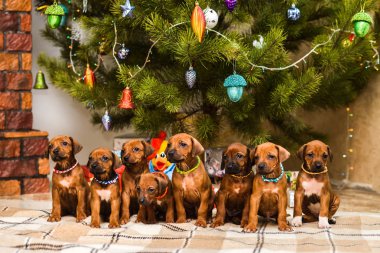 Sekiz sevimli köpek yavrusu, süslü Noel ağacı ve yeni yıl hediyeleri.
