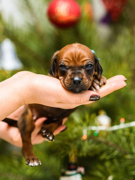 Pasgeboren rhodesian ridgeback puppy liggend op de hand op kerst tre — Stockfoto
