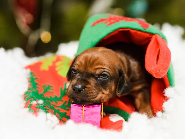 Leuke puppy in de sneeuw en kerst nieuwjaar decoraties — Stockfoto