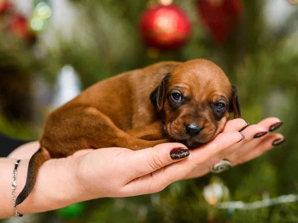 Pasgeboren rhodesian ridgeback puppy liggend op de hand op kerst tre — Stockfoto