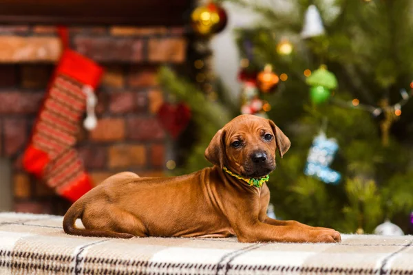 Rhodesian ridgeback puppy op kerstmis open haard met sokken terug — Stockfoto