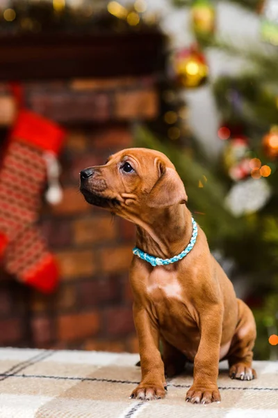 Rhodesian ridgeback puppy op kerstmis open haard met sokken terug — Stockfoto