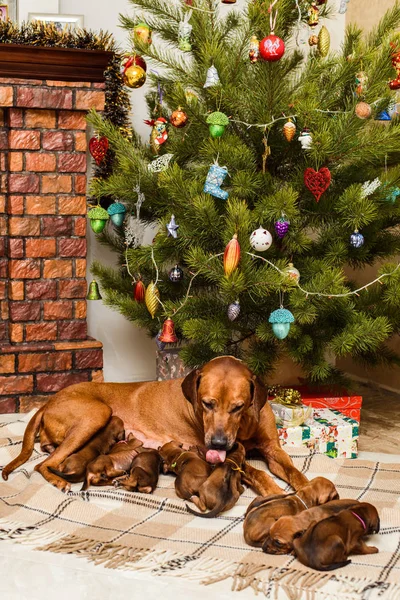 Moeder hond en negen pasgeboren pups in kerstversiering — Stockfoto