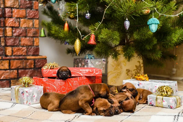 Nueve cachorros recién nacidos, árbol de Navidad decorado y regalo de Año Nuevo —  Fotos de Stock