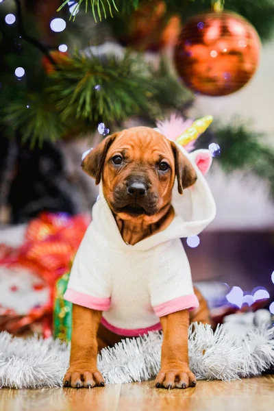 Leuke puppy draagt eenhoorn kostuum, kerstboom en geschenken — Stockfoto