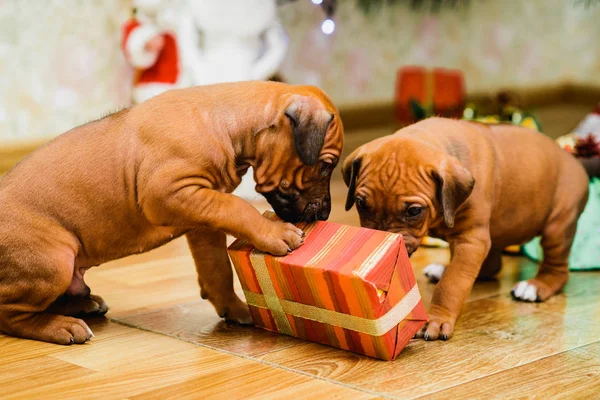 Twee schattige puppies opening kerstcadeaus, Nieuwjaar cadeaus — Stockfoto