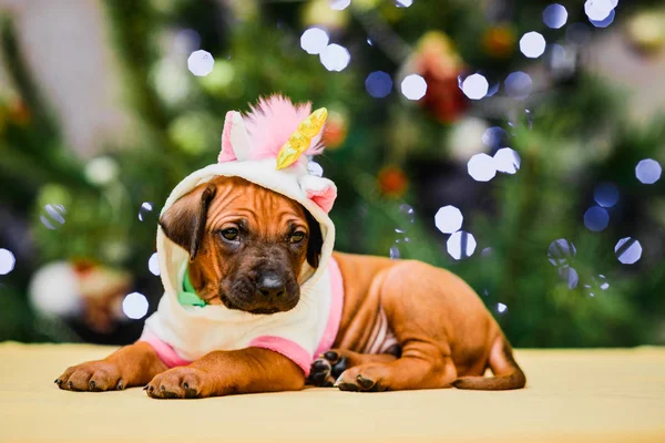 Leuke puppy draagt eenhoorn kostuum, kerstboom en geschenken — Stockfoto