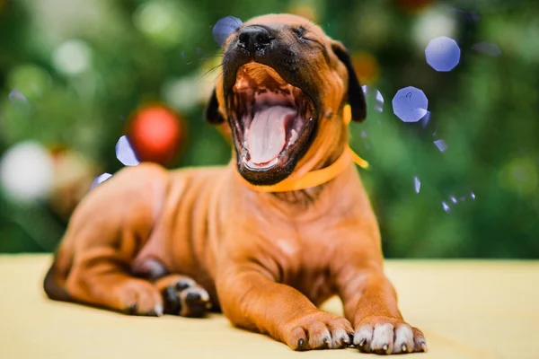 Rhodesian ridgeback puppy op kerstboom achtergrond, Nieuwjaar — Stockfoto