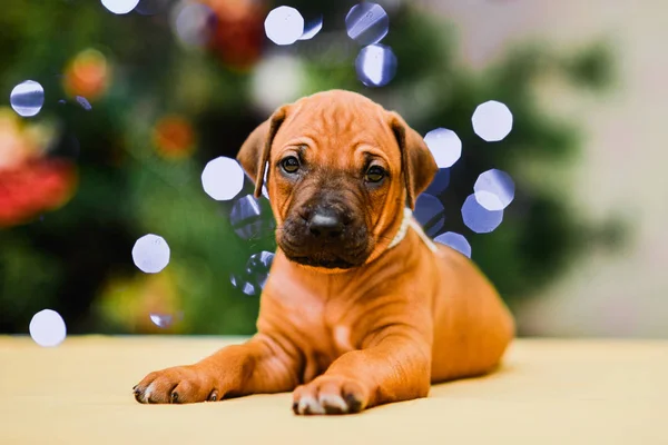 Rhodesian ridgeback puppy op kerstboom achtergrond, Nieuwjaar — Stockfoto