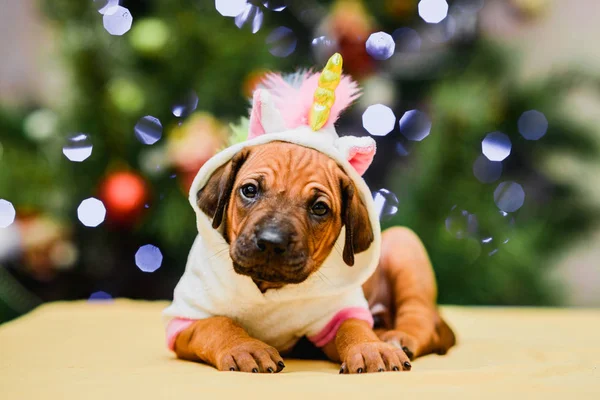 Lindo cachorro con traje de unicornio, árbol de Navidad y regalos —  Fotos de Stock