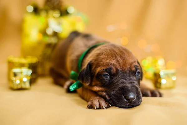 Lindo recién nacido rhodesian ridgeback cachorro acaba de abrir los ojos —  Fotos de Stock