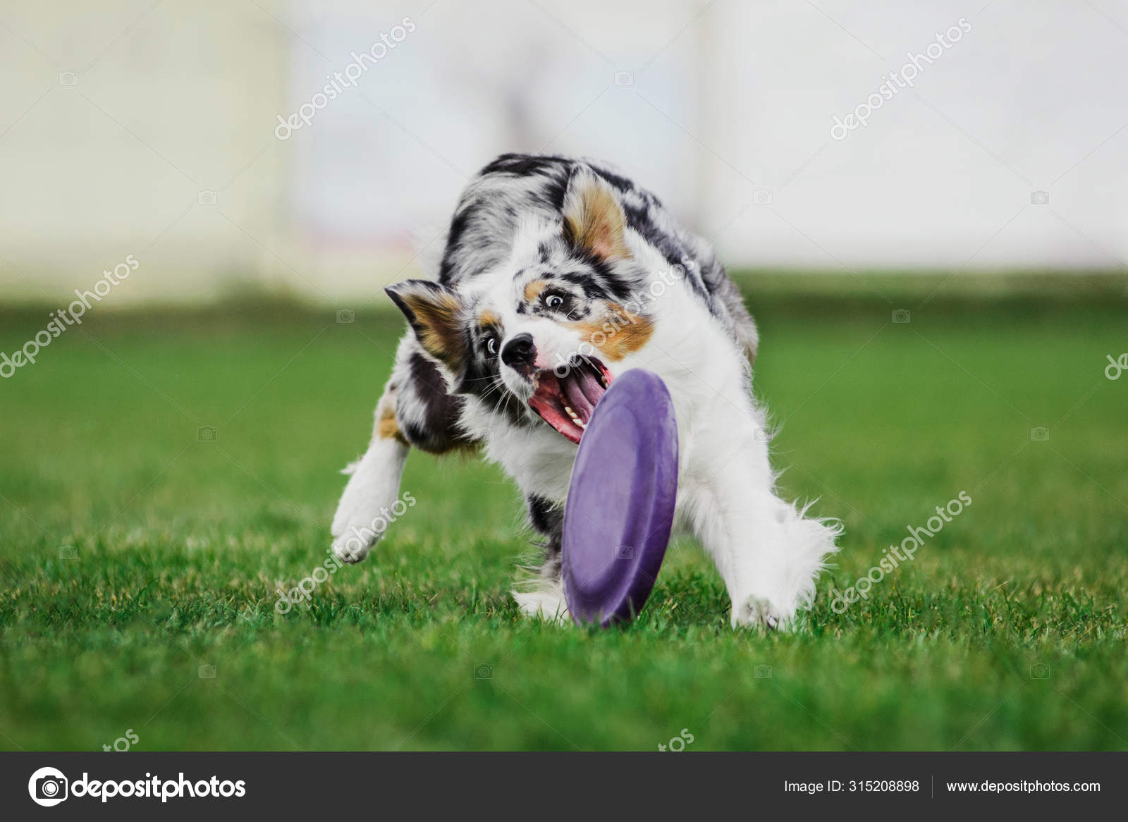 Australian shepherd running for rolling flying disk trying to ca