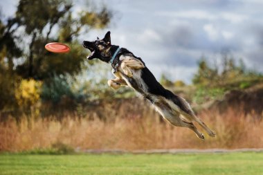Alman çoban köpeği yüksek uçan disk yakalıyor.