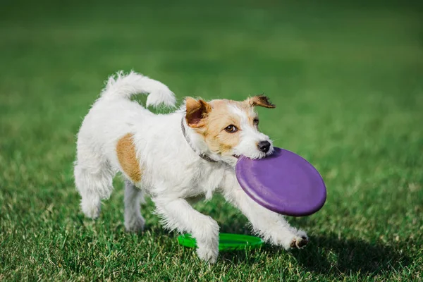 Parson russell terrier catching flying disk — Stok Foto