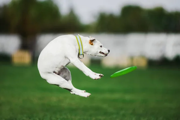 Parson russell terrier jumping high catching flying disk — Stok Foto