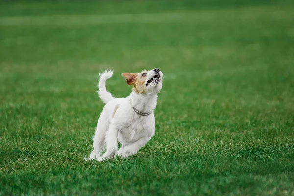 Parson russell terrier siap melompat tinggi untuk menangkap flying disk — Stok Foto