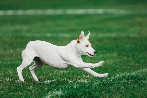 Parson russell小猎犬，用于滚动飞行盘 — 图库照片