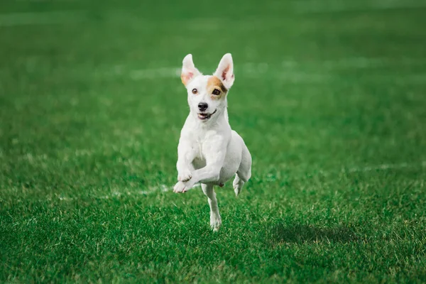 Parson russell terrier prêt à sauter haut pour attraper disque volant — Photo