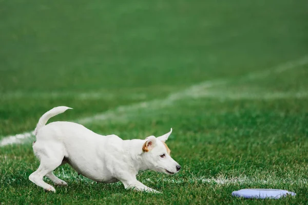 Parson russell terrier correndo para rolar disco voador — Fotografia de Stock