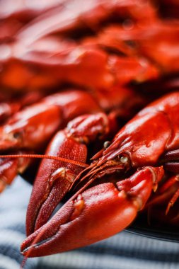 Taze kırmızı kerevit yaklaş.