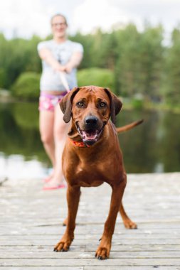 Gözlüklü hamile kız tasmalı bir köpek tutuyor.