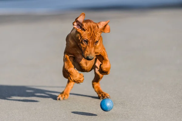 Смешное Лицо Родезийский Риджбэкс Щенок Играть Мячом Ловить Прыгать Бегать — стоковое фото