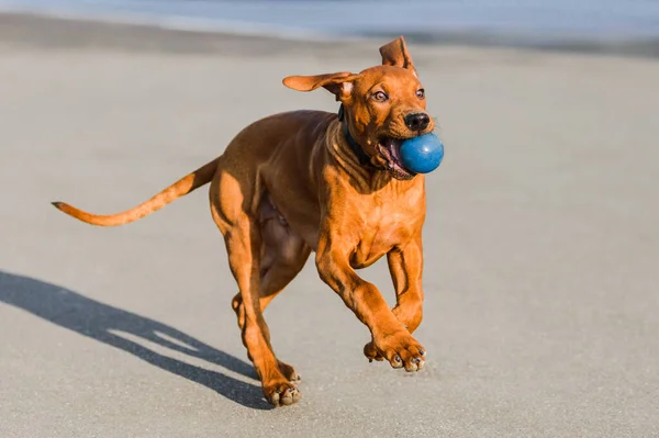 Funny Face Rhodesian Ridgebacks Puppy Playing Ball Catching Jumping Running — Stock Photo, Image