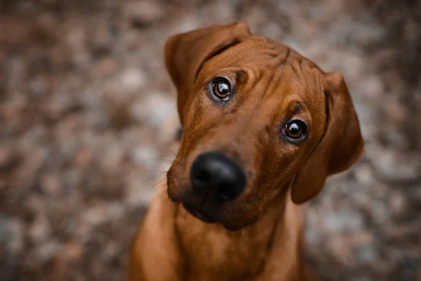 Meraklı Rhodesian Ridgeback yavru köpeği doğrudan kameraya bakıyor.