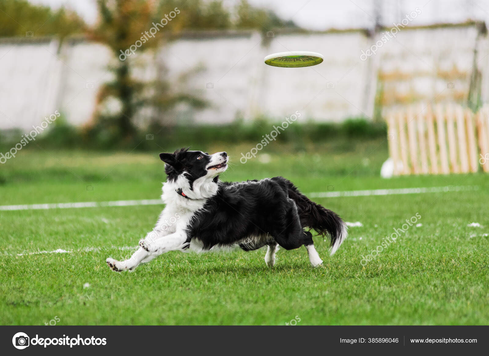 Border collie frisbee competition cheap