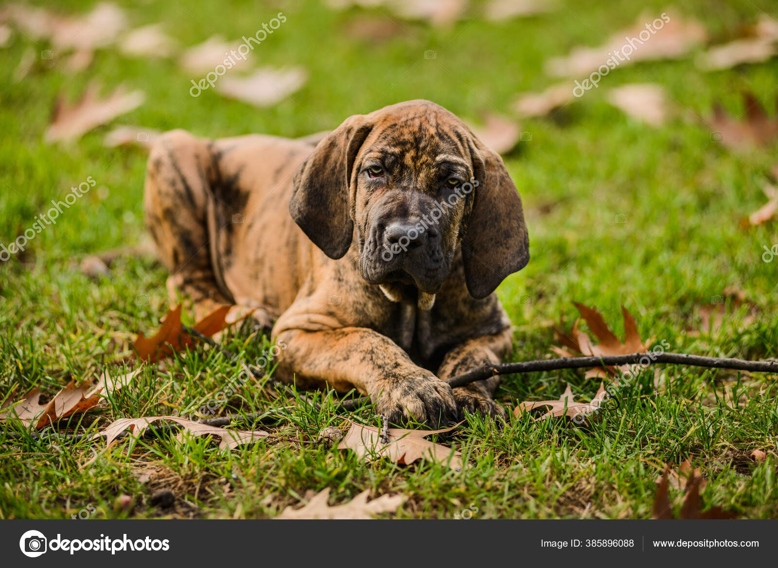 Funny Face Fila Brasileiro (Brazilian Mastiff) Brindle Color Puppy, Open  Mouth Stock Photo, Picture and Royalty Free Image. Image 134776138.
