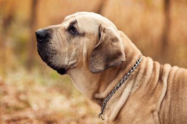 Yetişkin Fila Brasileiro (Brezilya Mastiff) köpek profili portresi, sonbahar sahnesi