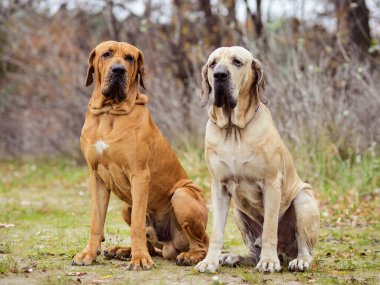 İki yetişkin Fila Brasileiro (Brezilyalı Mastiff) köpeği, sonbahar sahnesinde eğleniyor.
