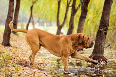 Erişkin Fila Brasileiro (Brezilyalı Mastiff) köpek gölete dokunur, sonbahar sahnesi