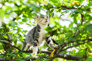 Sıçramaya hazır ağaç tırmanma şirin komik meraklı yavru kedi