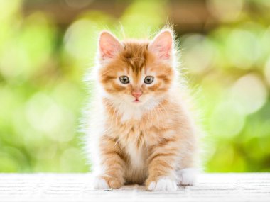 Güneşli yaz arka planında sevimli kırmızı turuncu tüylü kedi yavrusunun portresi.