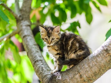 Şirin, komik, meraklı kedi yavrusu güneşli yaz gününde bahçede ağaca tırmanıyor.