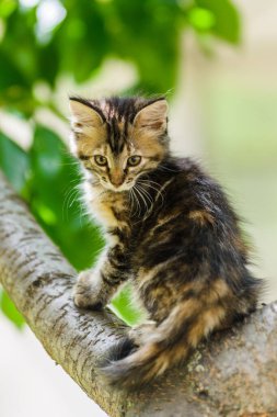 Şirin, komik, meraklı kedi yavrusu güneşli yaz gününde bahçede ağaca tırmanıyor.