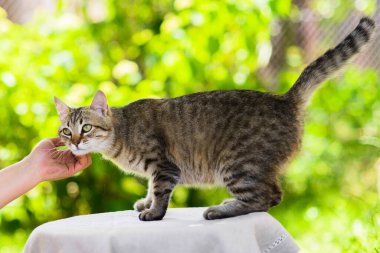 Sahibi yaz arka planında çizgili gri kediyi kucaklıyor.