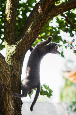 Zarif, meraklı, gri, mavi Rus kedisi, tüylü, oyuncak tırmanma ağacı. 
