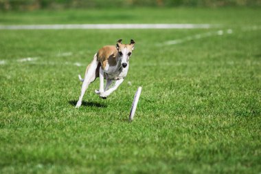 İngiliz kırbaççığı yuvarlanan disk için koşuyor onu yakalamaya çalışıyor, yaz açık hava köpek sporları yarışması
