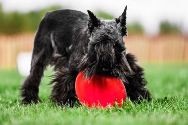 Minyatür Schnauzer uçan disk, açık hava köpek sporları yarışması yakaladı