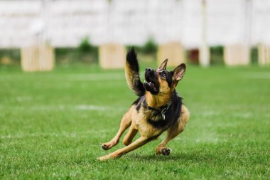 Alman çoban köpeği uçan diski yakalıyor, yaz köpek sporları yarışması
